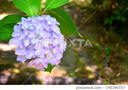 Hydrangea (hydrangea) Hydrangea (hydrangea) 140166357