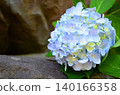 Hydrangea (hydrangea) 140166358