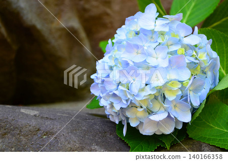 Hydrangea (hydrangea) Hydrangea (hydrangea) 140166358
