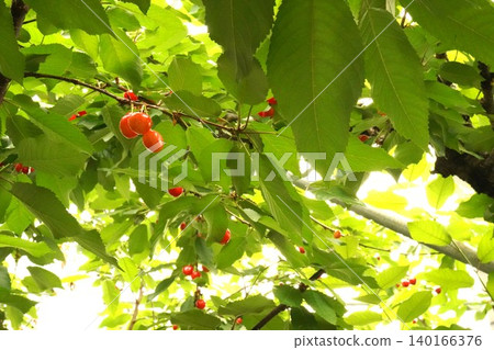 Cherry picking (picking cherries from trees) Cherry picking (picking cherries from trees) 140166376