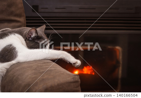 Cozy grey and white cat sleeping peacefully on a brown couch armrest by a warm burning fireplace. Comfortable winter home atmosphere. Cozy grey and white cat sleeping peacefully on a brown couch armrest by a warm burning fireplace. Comfortable winter home atmosphere. 140166504