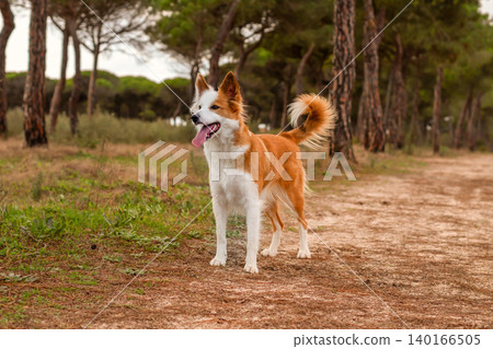 Beautiful red and white border collie dog standing alert on a dirt path surrounded by pine trees during a walk in nature. 140166505
