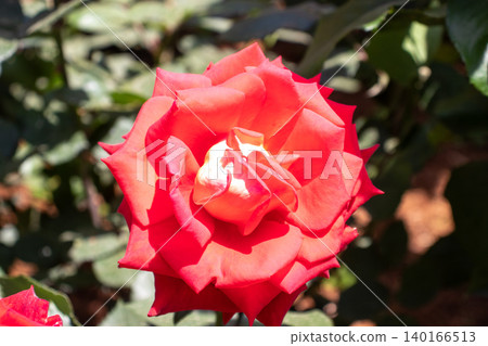Close-up of Cleopatra with a red rose Close-up of Cleopatra with a red rose 140166513