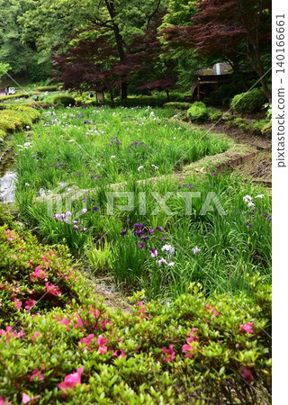 町田藥師池公園四季彩之森藥師池的菖蒲花田與杜鵑花 町田藥師池公園四季彩之森藥師池的菖蒲花田與杜鵑花 140166661