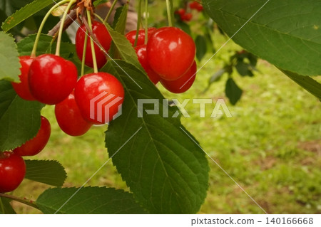 Cherries on a tree - Cherry picking - Close-up Cherries on a tree - Cherry picking - Close-up 140166668
