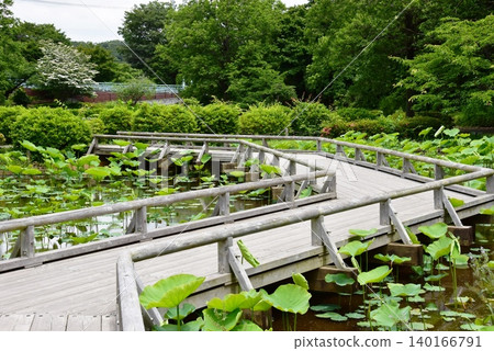 Lotus pond at Machida Yakushiike Park Shikisai no Mori Yakushiike (Yakushiike Park) Lotus pond at Machida Yakushiike Park Shikisai no Mori Yakushiike (Yakushiike Park) 140166791