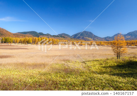Yellowing larch leaves viewed from Odashirogahara in Oku-Nikko, Tochigi Prefecture. Yellowing larch leaves viewed from Odashirogahara in Oku-Nikko, Tochigi Prefecture. 140167157