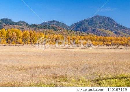 Yellowing larch leaves viewed from Odashirogahara in Oku-Nikko, Tochigi Prefecture. Yellowing larch leaves viewed from Odashirogahara in Oku-Nikko, Tochigi Prefecture. 140167159