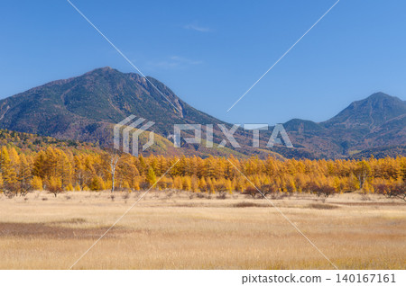 Yellowing larch leaves viewed from Odashirogahara in Oku-Nikko, Tochigi Prefecture. Yellowing larch leaves viewed from Odashirogahara in Oku-Nikko, Tochigi Prefecture. 140167161