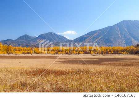 Yellowing larch leaves viewed from Odashirogahara in Oku-Nikko, Tochigi Prefecture. Yellowing larch leaves viewed from Odashirogahara in Oku-Nikko, Tochigi Prefecture. 140167163