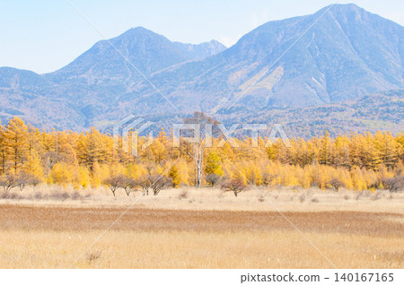 Yellowing larch leaves viewed from Odashirogahara in Oku-Nikko, Tochigi Prefecture. Yellowing larch leaves viewed from Odashirogahara in Oku-Nikko, Tochigi Prefecture. 140167165