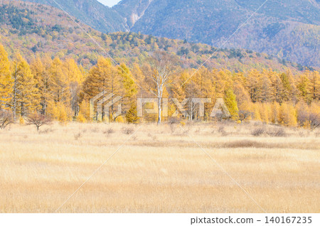 Yellowing larch leaves viewed from Odashirogahara in Oku-Nikko, Tochigi Prefecture. Yellowing larch leaves viewed from Odashirogahara in Oku-Nikko, Tochigi Prefecture. 140167235
