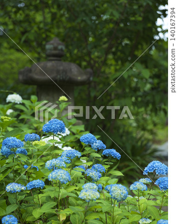 Hydrangeas at Myorakuji Temple, a hydrangea temple in Tama Ward, Kawasaki City Hydrangeas at Myorakuji Temple, a hydrangea temple in Tama Ward, Kawasaki City 140167394