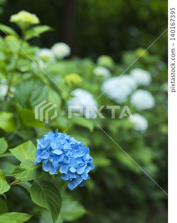 Hydrangeas at Myorakuji Temple, a hydrangea temple in Tama Ward, Kawasaki City Hydrangeas at Myorakuji Temple, a hydrangea temple in Tama Ward, Kawasaki City 140167395