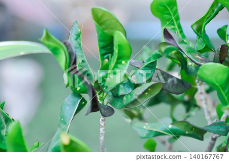 Codiaeum variegatium Blume or Croton, Variegated Laurel or Garden Croton or purple leaf or purple and green leaf Codiaeum variegatium Blume or Croton, Variegated Laurel or Garden Croton or purple leaf or purple and green leaf 140167767