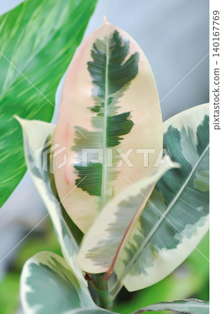 Decora Tree, Indian Rubber Tree or Rubber Plant or Variegated Indian Rubber or Ficus elastica or Assam Rubbe or white and green leaf or pink and green leaf Decora Tree, Indian Rubber Tree or Rubber Plant or Variegated Indian Rubber or Ficus elastica or Assam Rubbe or white and green leaf or pink and green leaf 140167769
