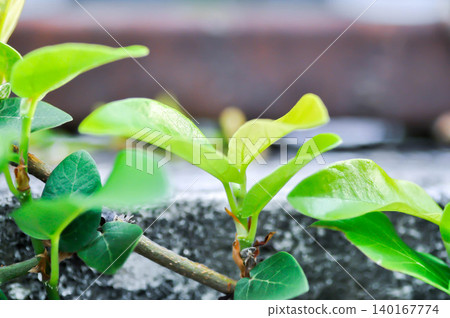 ficus pumila or climbing fig or Climbing Vine ficus pumila or climbing fig or Climbing Vine 140167774