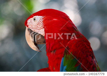 Close up head the red macaw parrot bird in garden 140167779