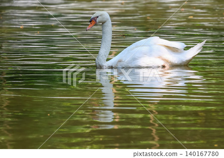 Close up White swan is cute in river Close up White swan is cute in river 140167780