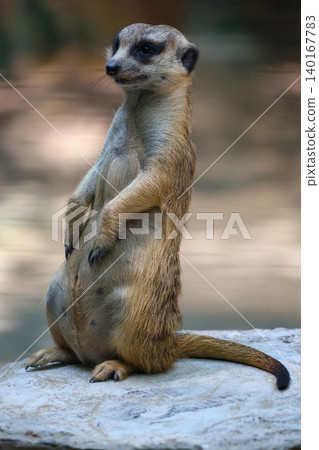 The meerkat is stay in the garden 140167783