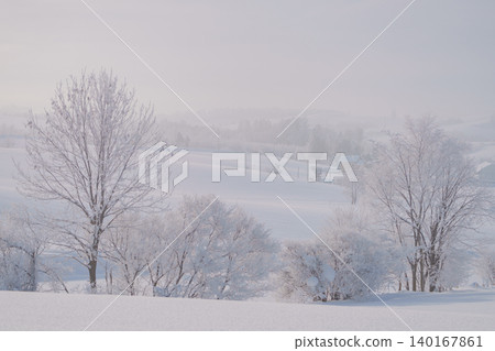 美瑛與富良野:寒冷的清晨,覆蓋著霜雪的森林和雪景。 美瑛與富良野:寒冷的清晨,覆蓋著霜雪的森林和雪景。 140167861