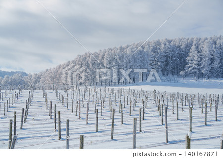美瑛與富良野:寒冷的清晨,覆蓋著霜雪的森林和雪景。 美瑛與富良野:寒冷的清晨,覆蓋著霜雪的森林和雪景。 140167871