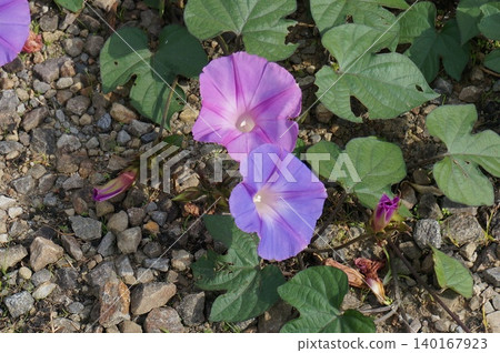 開花在領域的牽牛花 開花在領域的牽牛花 140167923