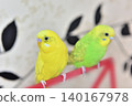 Lime and Melon, two budgies who are good friends. 140167978