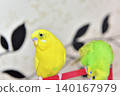 Lime and Melon, two budgies who are good friends. 140167979