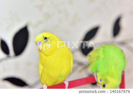 Lime and Melon, two budgies who are good friends. Lime and Melon, two budgies who are good friends. 140167979