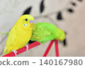 Lime and Melon, two budgies who are good friends. 140167980