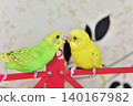 Lime and Melon, two budgies who are good friends. 140167982