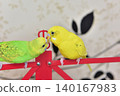 Lime and Melon, two budgies who are good friends. 140167983