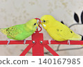Lime and Melon, two budgies who are good friends. 140167985