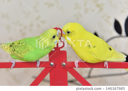 Lime and Melon, two budgies who are good friends. Lime and Melon, two budgies who are good friends. 140167985