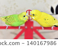 Lime and Melon, two budgies who are good friends. 140167986