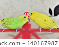 Lime and Melon, two budgies who are good friends. 140167987