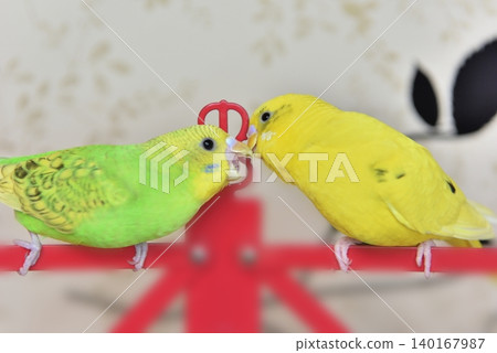 Lime and Melon, two budgies who are good friends. Lime and Melon, two budgies who are good friends. 140167987