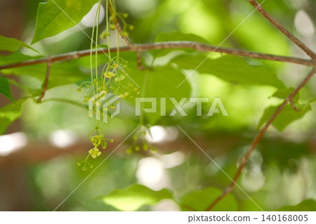 The tips of the branches of the newly blooming spindle tree are faintly colored in spring. The tips of the branches of the newly blooming spindle tree are faintly colored in spring. 140168005
