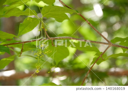 The first blossoms of the spindle tree sway gently on the spring branches. The first blossoms of the spindle tree sway gently on the spring branches. 140168019