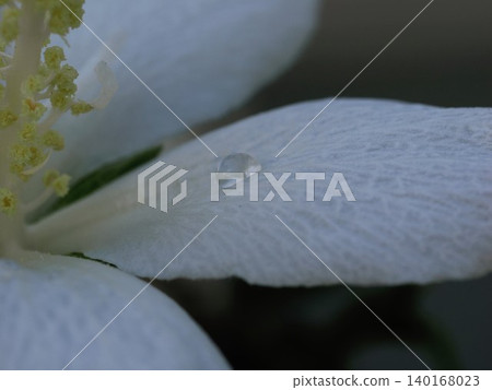 A single, transparent, beautiful drop of dew resting on a white petal, photographed with a macro lens in a rose garden in September. A single, transparent, beautiful drop of dew resting on a white petal, photographed with a macro lens in a rose garden in September. 140168023