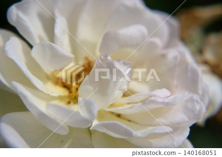 white petal rose 140168051