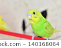 Melon is a curious budgie girl. 140168064