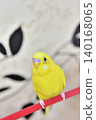Lime, a one-year-old male budgie 140168065