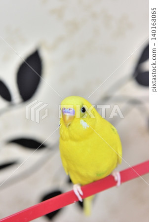 Lime, a one-year-old male budgie 140168065