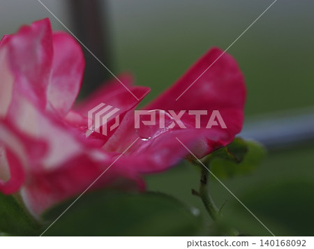 Large, transparent droplets resting on the petals of a pink rose, photographed in a rose garden in September. Large, transparent droplets resting on the petals of a pink rose, photographed in a rose garden in September. 140168092