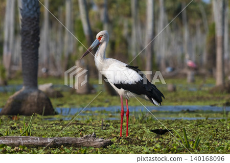 Maguari Stork, La Estrella marsh, Nature Reserve, Formosa Province, Argentina. Maguari Stork, La Estrella marsh, Nature Reserve, Formosa Province, Argentina. 140168096
