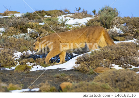 Cougar walking in mountain environment, Torres del Paine National Park, Patagonia, Chile. Cougar walking in mountain environment, Torres del Paine National Park, Patagonia, Chile. 140168110
