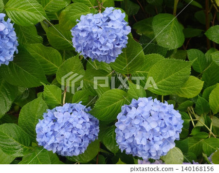 Blue hydrangeas blooming during the rainy season and fresh green leaves Blue hydrangeas blooming during the rainy season and fresh green leaves 140168156