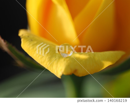 A beautiful, sparkling raindrop resting on the petal of a yellow rose, photographed in a rose garden in September. A beautiful, sparkling raindrop resting on the petal of a yellow rose, photographed in a rose garden in September. 140168219